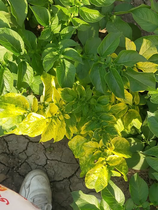 عندى اصفرار الاوراق في محصول البطاطس